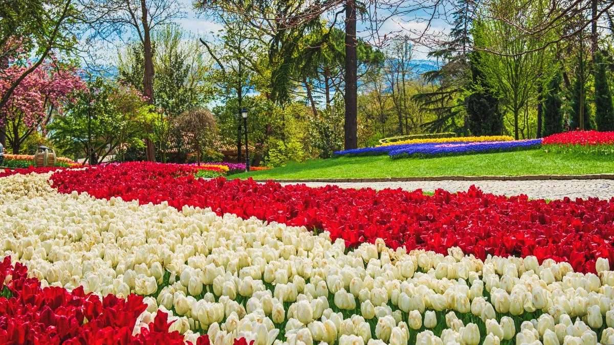 Srinagar Tulip garden