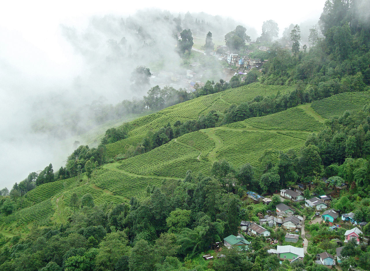 Darjeeling Tea Garden Mist