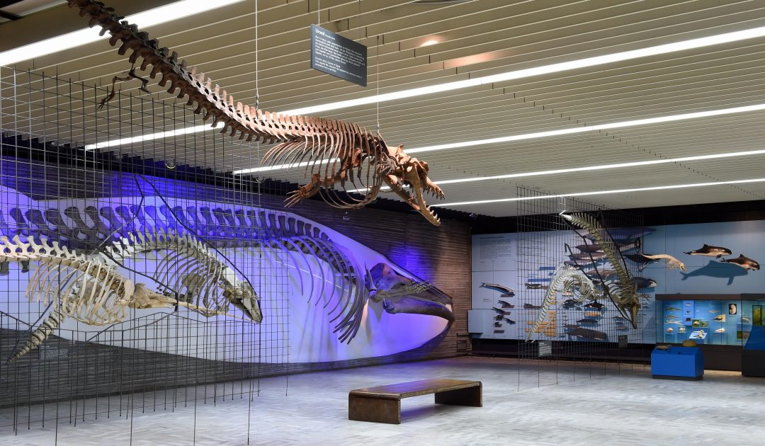 Senckenberg Naturmuseum Frankfurt